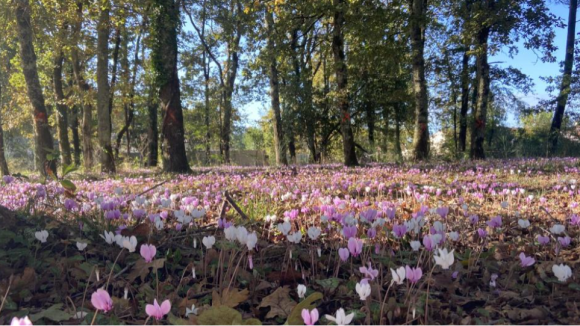 Terrain diffus St Médard.png