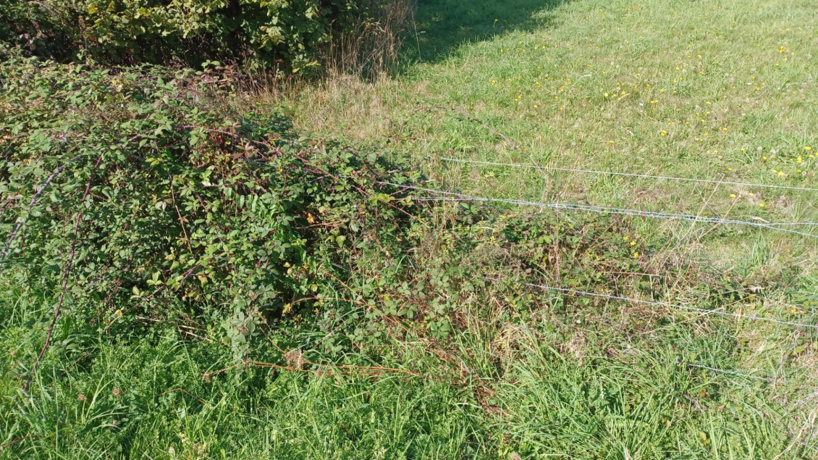 Terrain constructible de 350m2 à Gosné