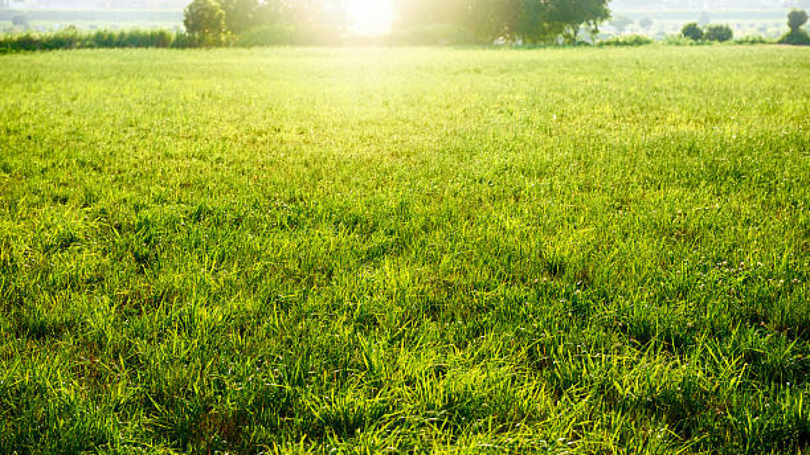 Terrain constructible de 407m2 à Pernay