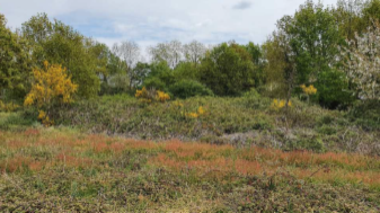 Terrain constructible de 300m2 à Saint-Christophe-du-Ligneron