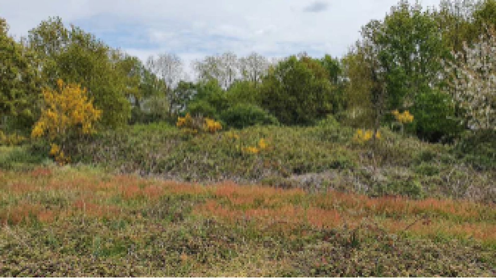Terrain constructible de 300m2 à Saint-Christophe-du-Ligneron
