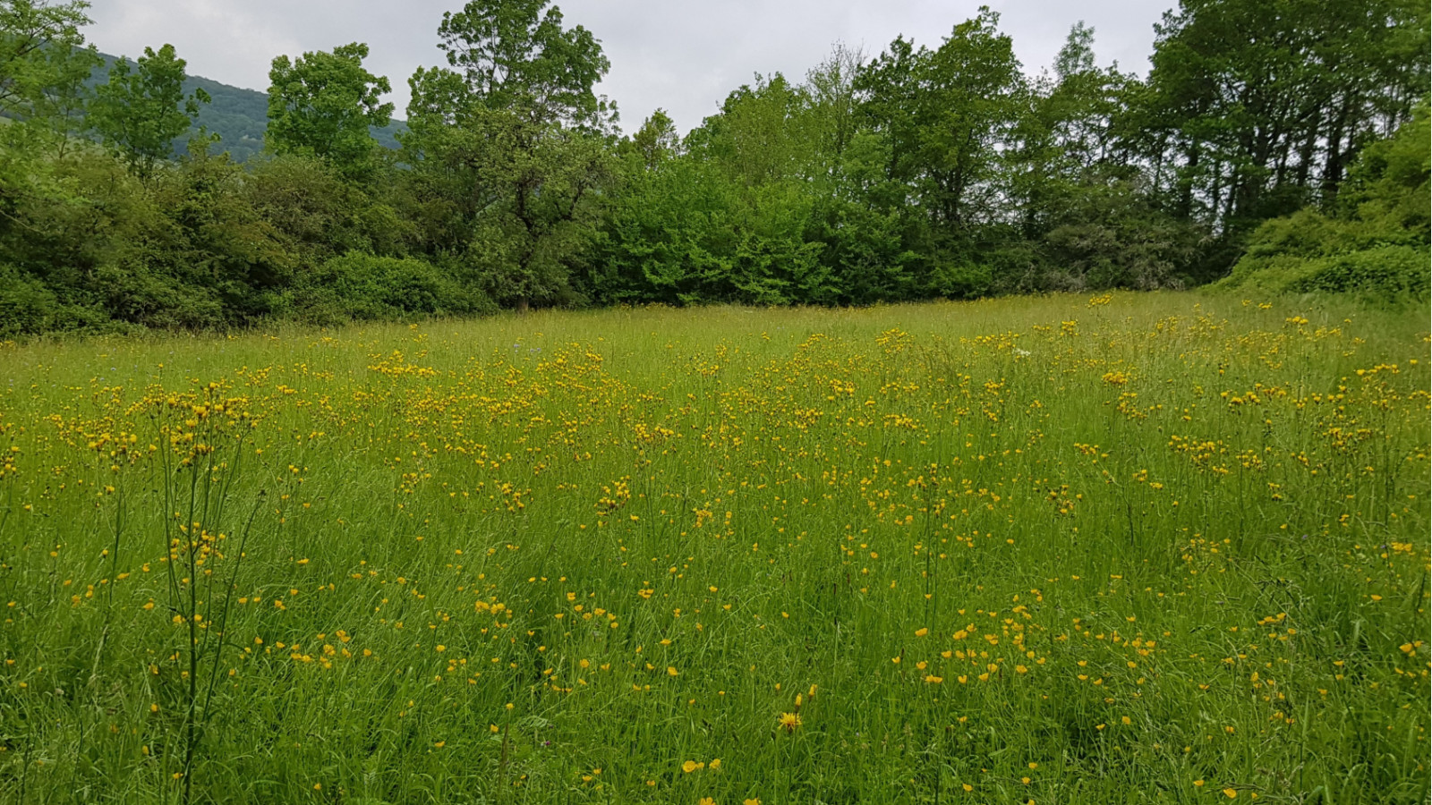 Terrain constructible de 3165m2 à Verrey-sous-Salmaise