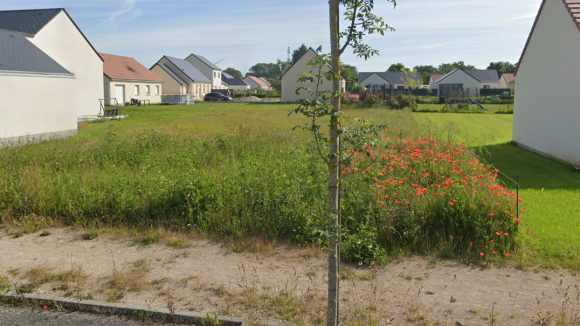 Patay lievre d'or.png