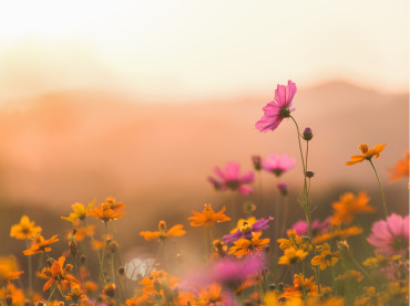 AdobeStock_193079567 (1).jpeg