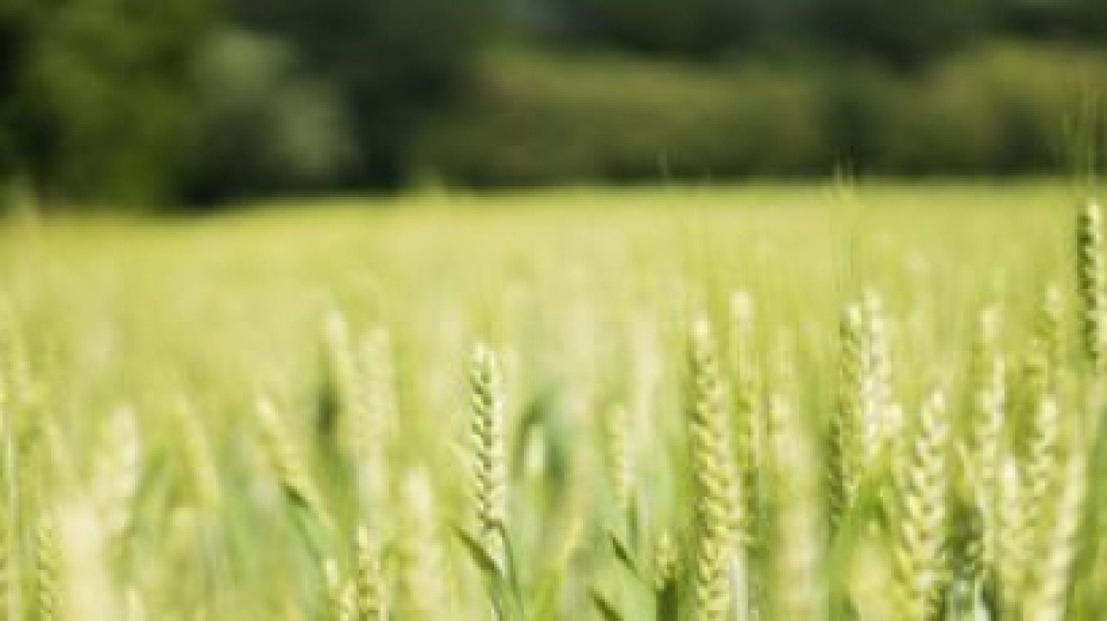 Terrain constructible de 482m2 à Artannes-sur-Indre