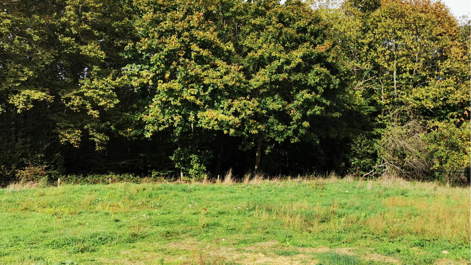 Terrain constructible de 2352m2 à Reignac-sur-Indre