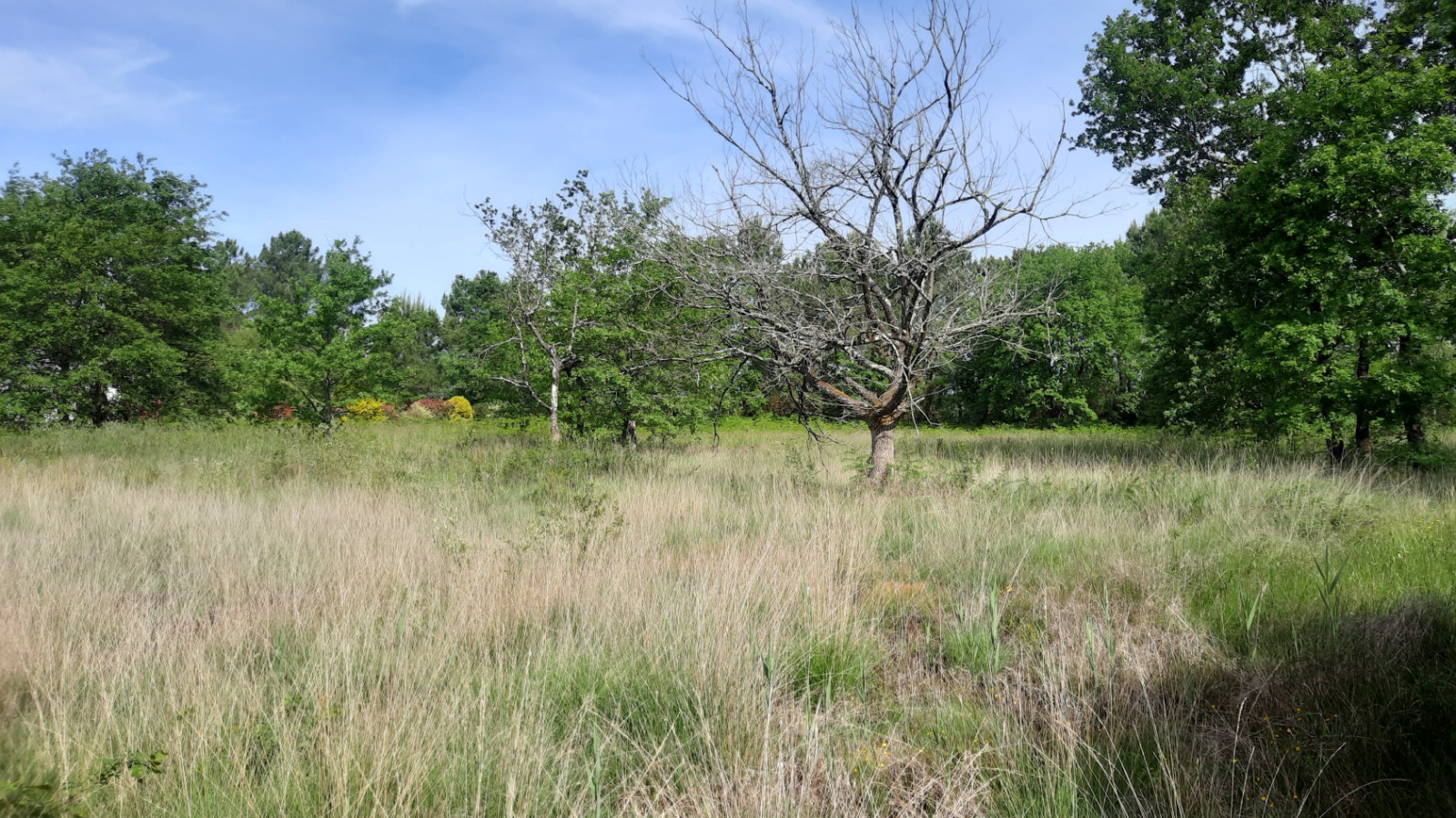 Terrain constructible de 593m2 à Beautiran