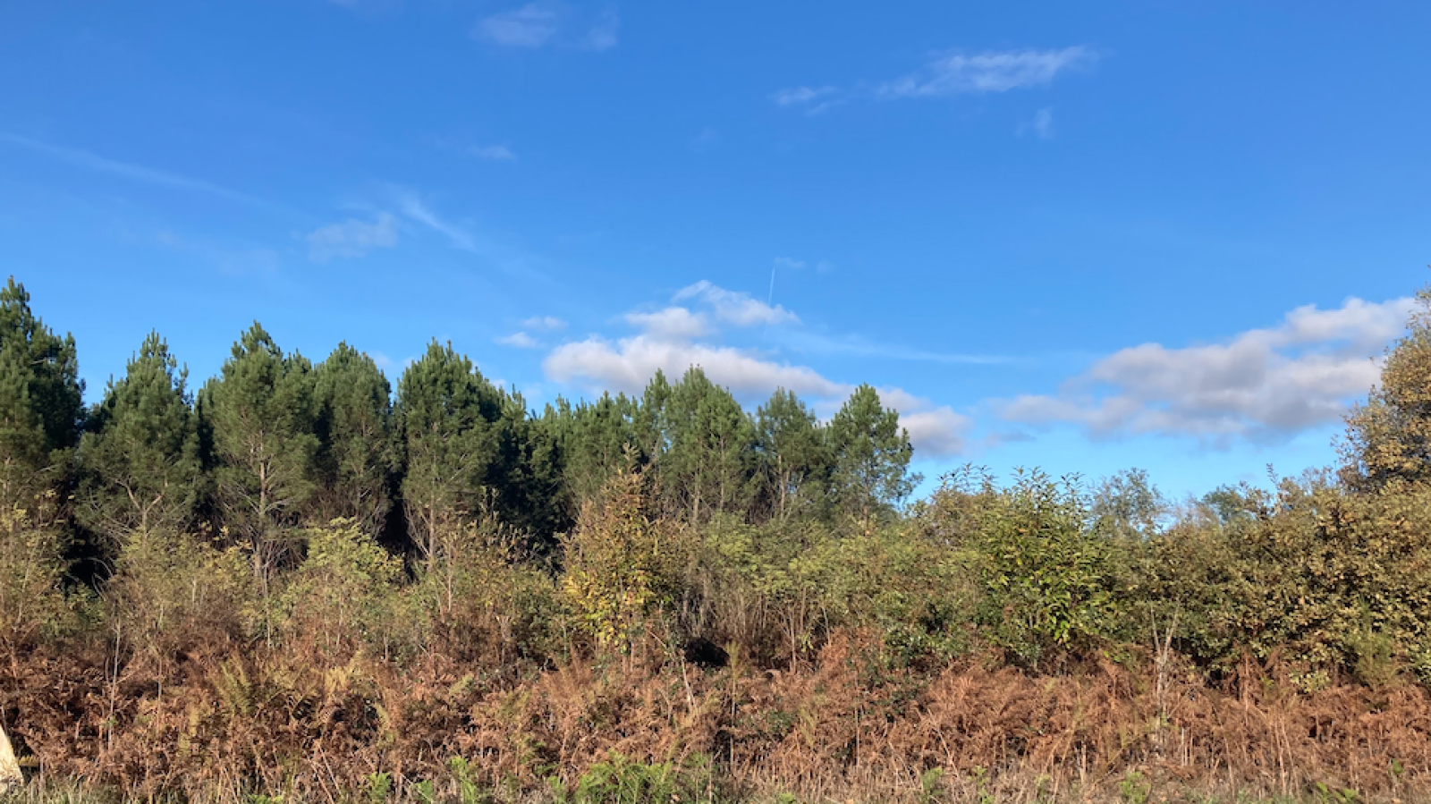 Terrain constructible de 856m2 à Balizac