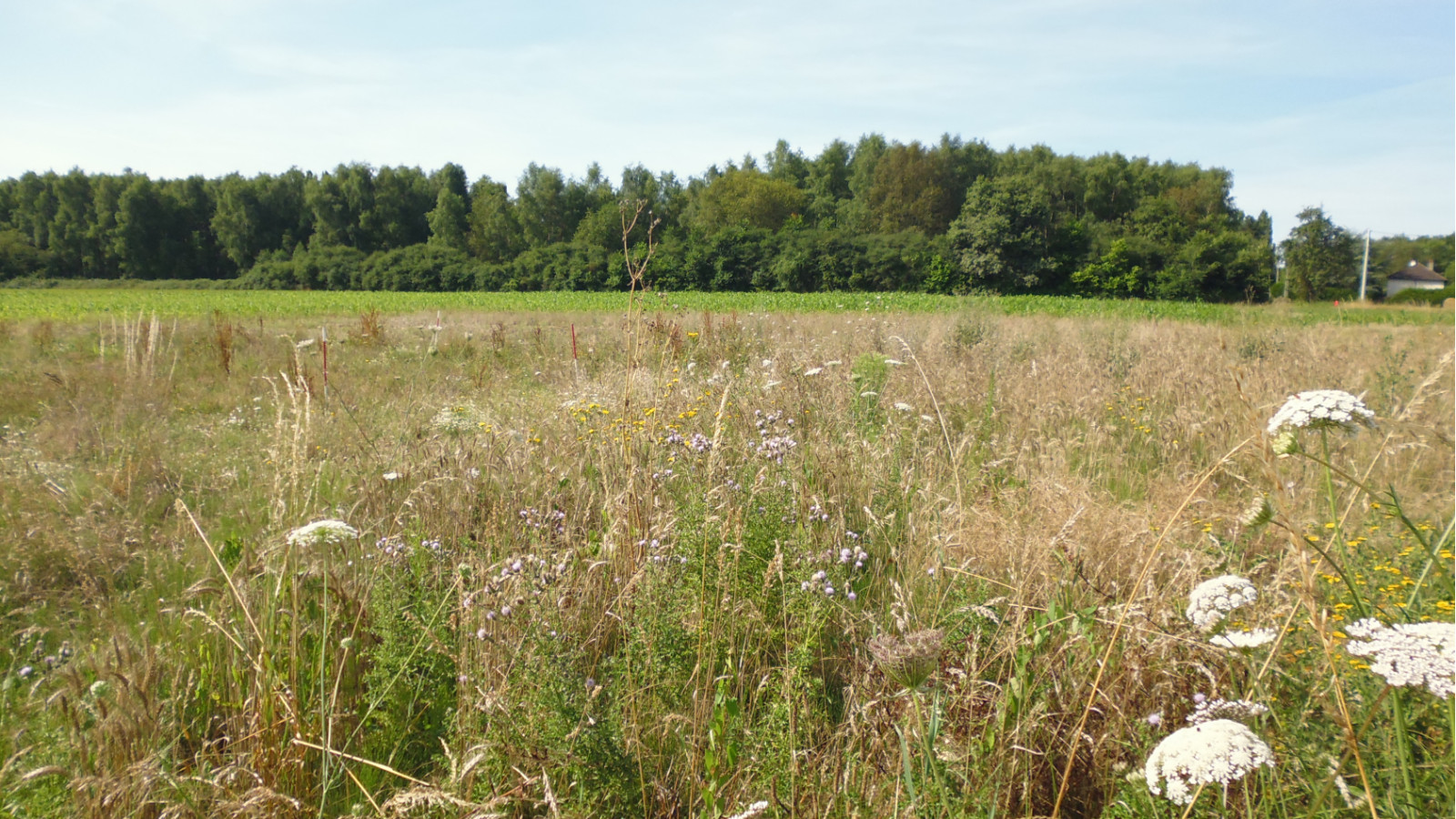 Terrain constructible de 2623m2 à Chapelon