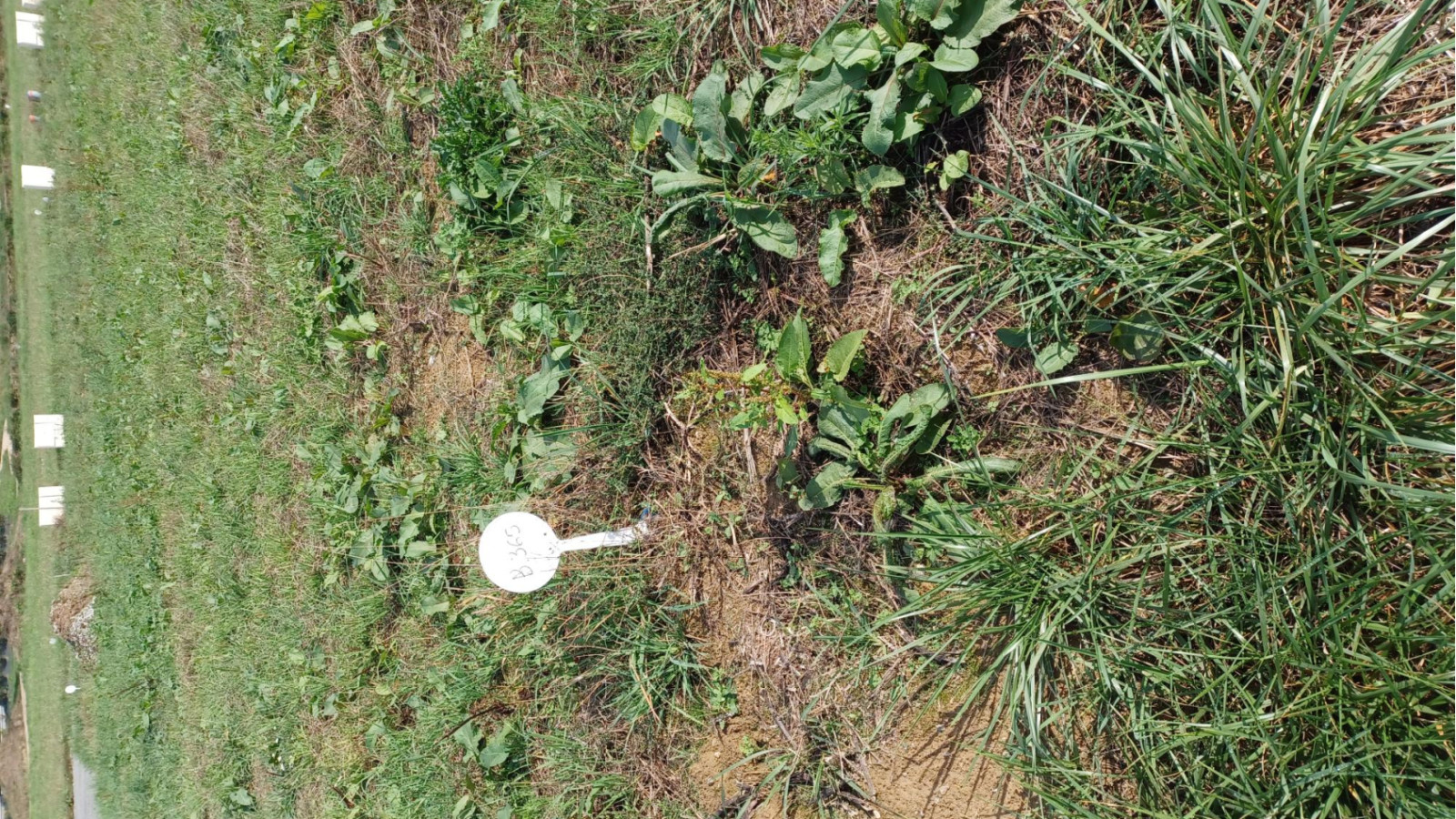 Terrain constructible de 393m2 à Plerguer