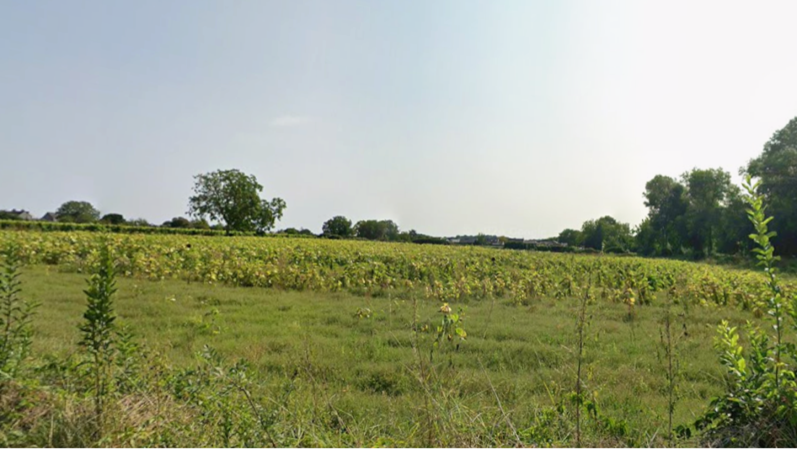 Terrain constructible de 445m2 à Bellevigne-les-Châteaux