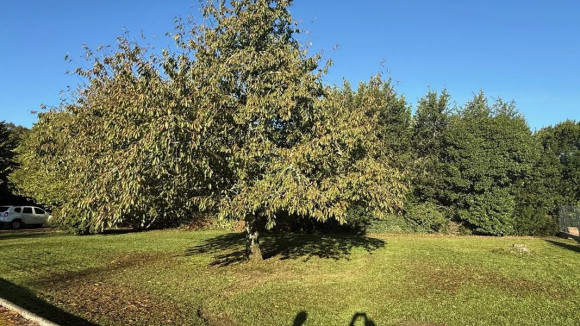 St Martin Lacaussade.jpg