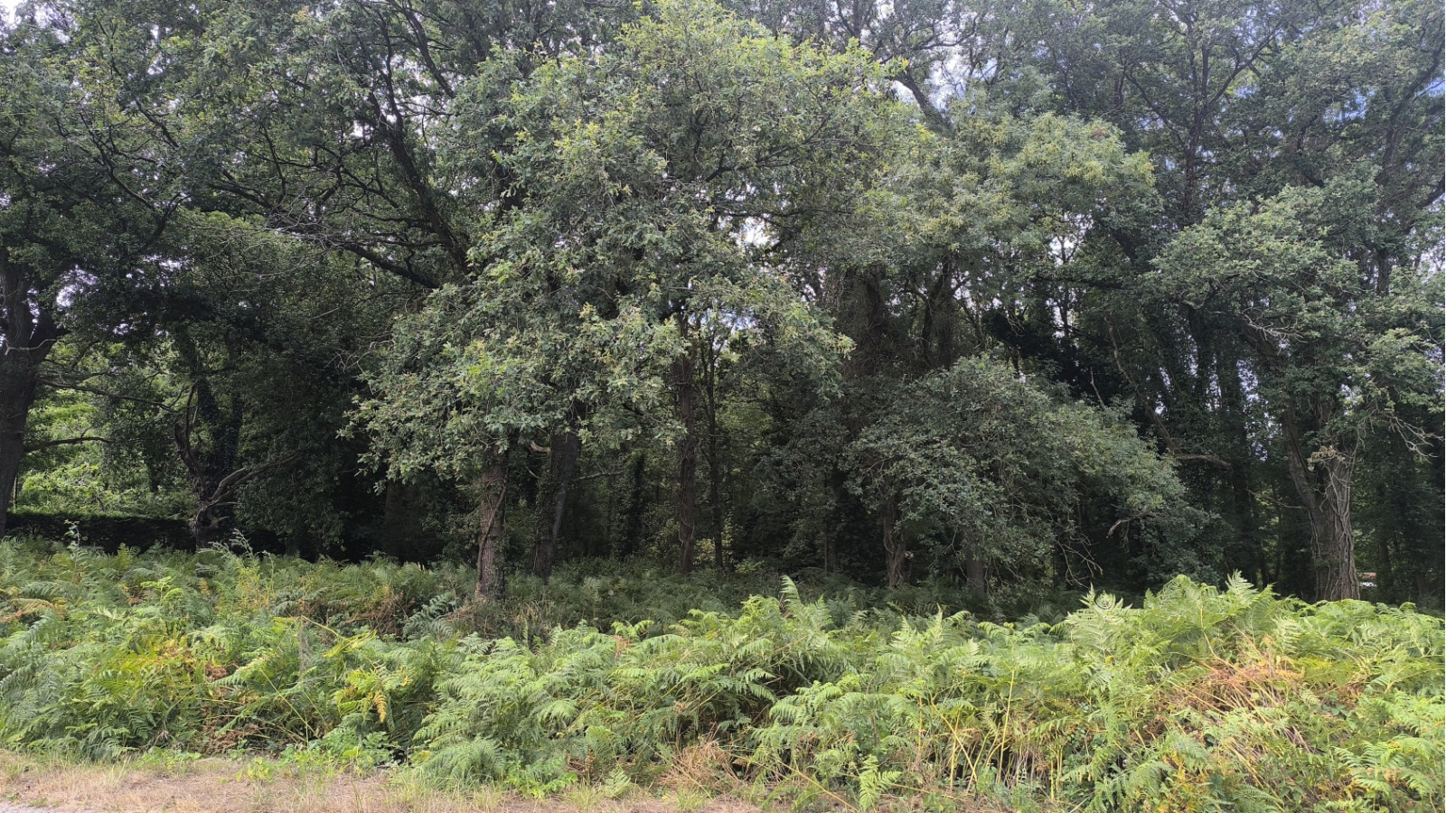 Terrain constructible de 997m2 à Prinquiau