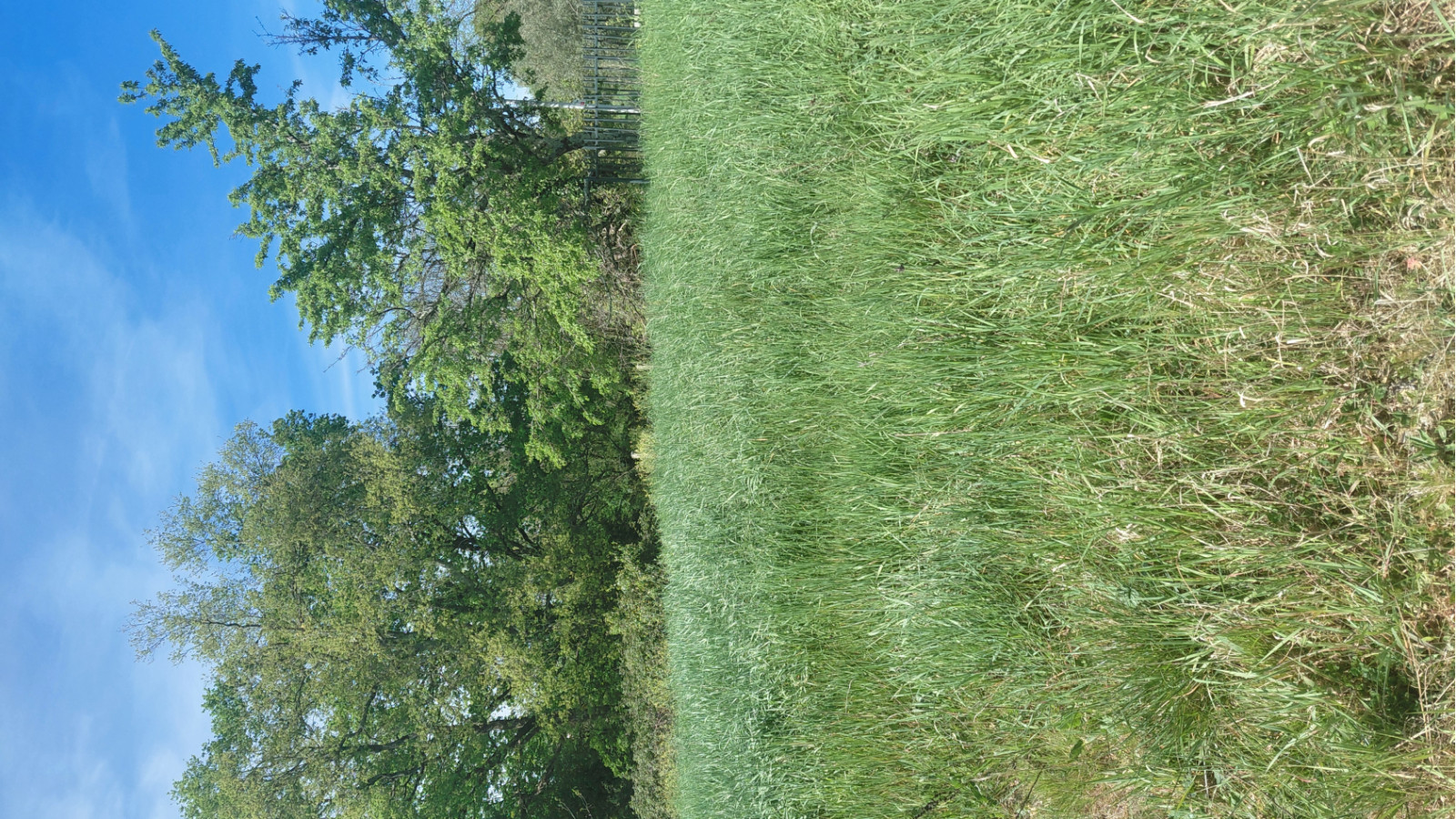 Terrain constructible de 800m2 à Vertheuil