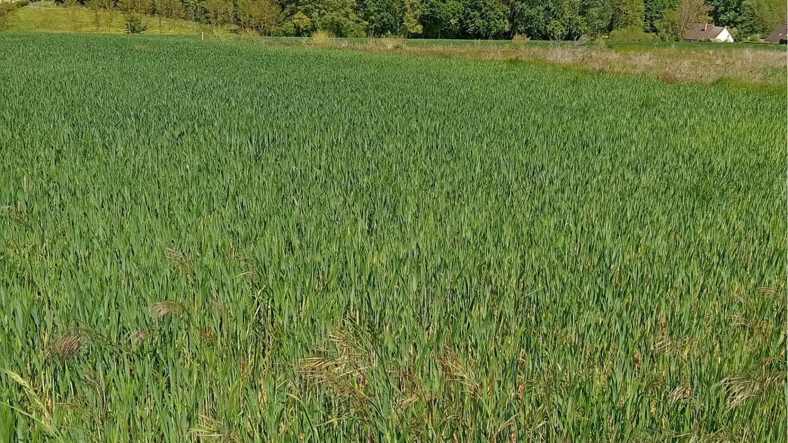 Terrain constructible de 1173m2 à Pourrain