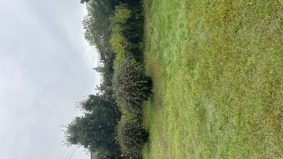 IMG_6907.jpeg