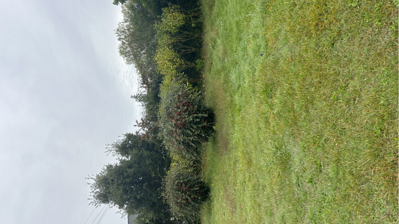 IMG_6907.jpeg
