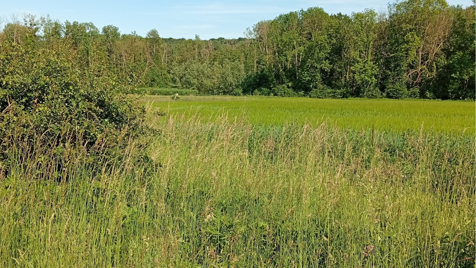 Terrain constructible de 1500m2 à Charbuy