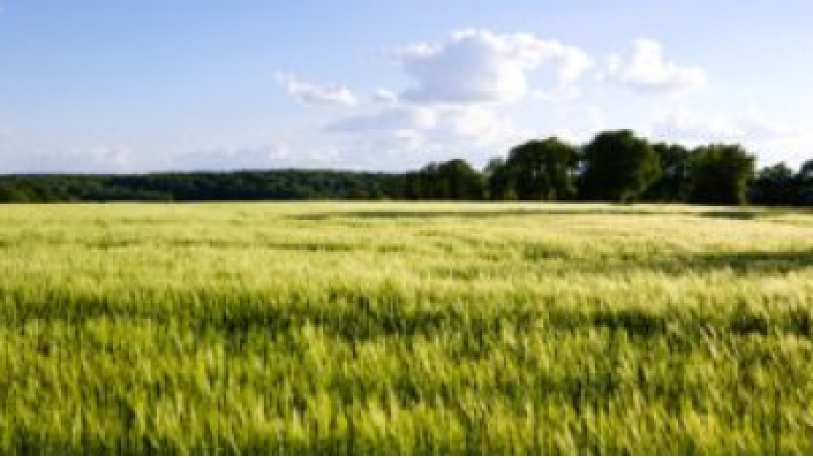 Terrain constructible de 971m2 à Rouziers-de-Touraine