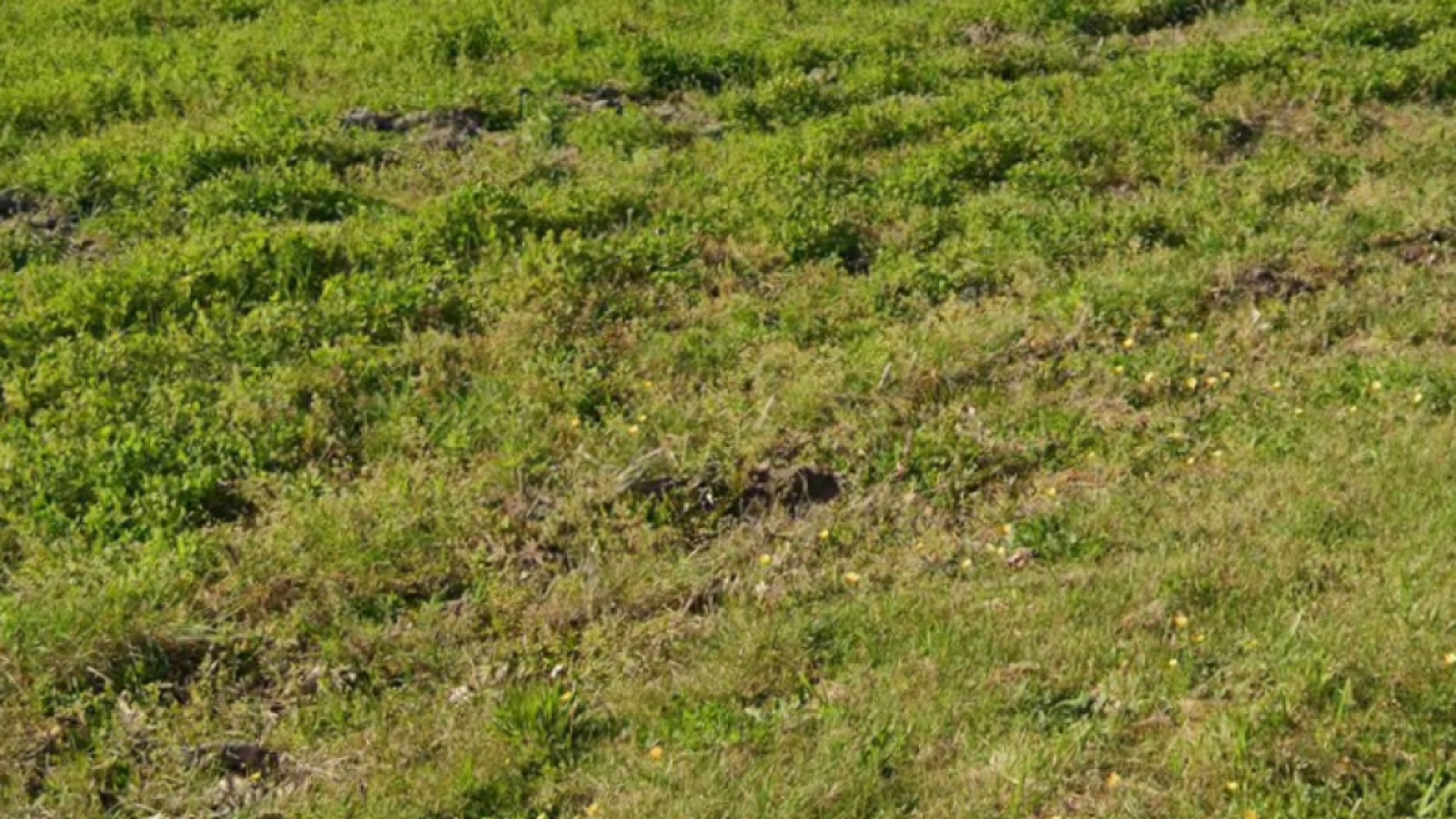 Terrain constructible de 719m2 à Seignosse
