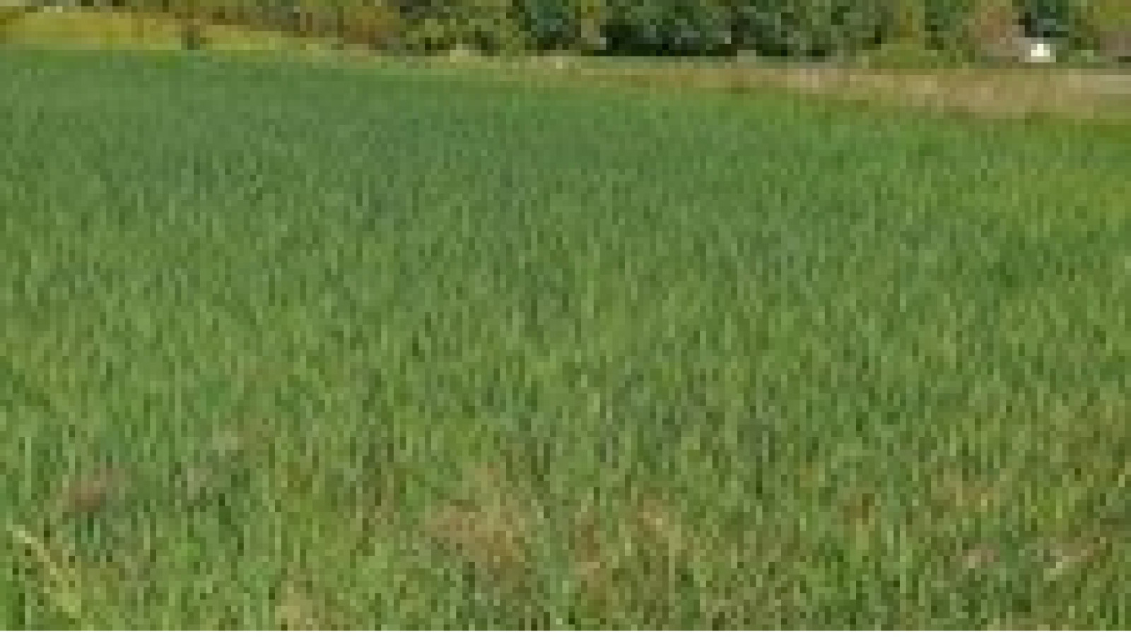 Terrain constructible de 1173m2 à Pourrain