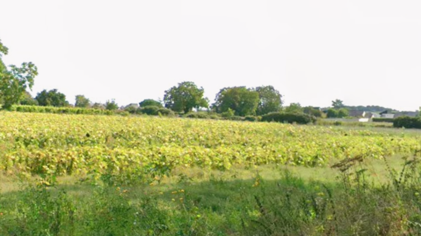 Terrain constructible de 469m2 à Bellevigne-les-Châteaux