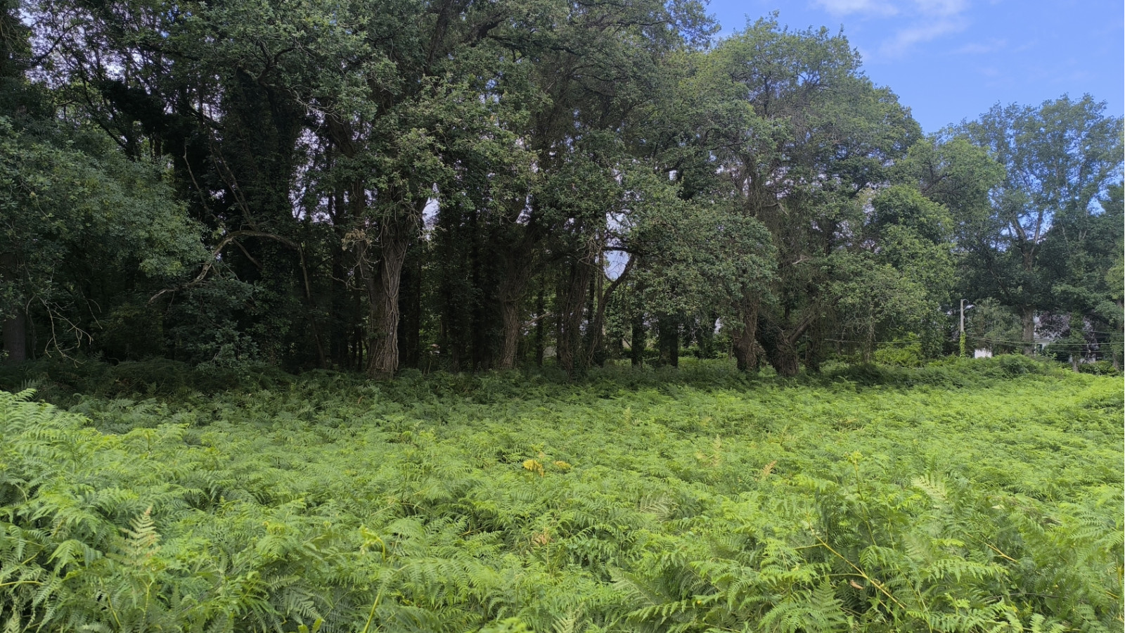 Terrain constructible de 1200m2 à Sainte-Anne-sur-Brivet