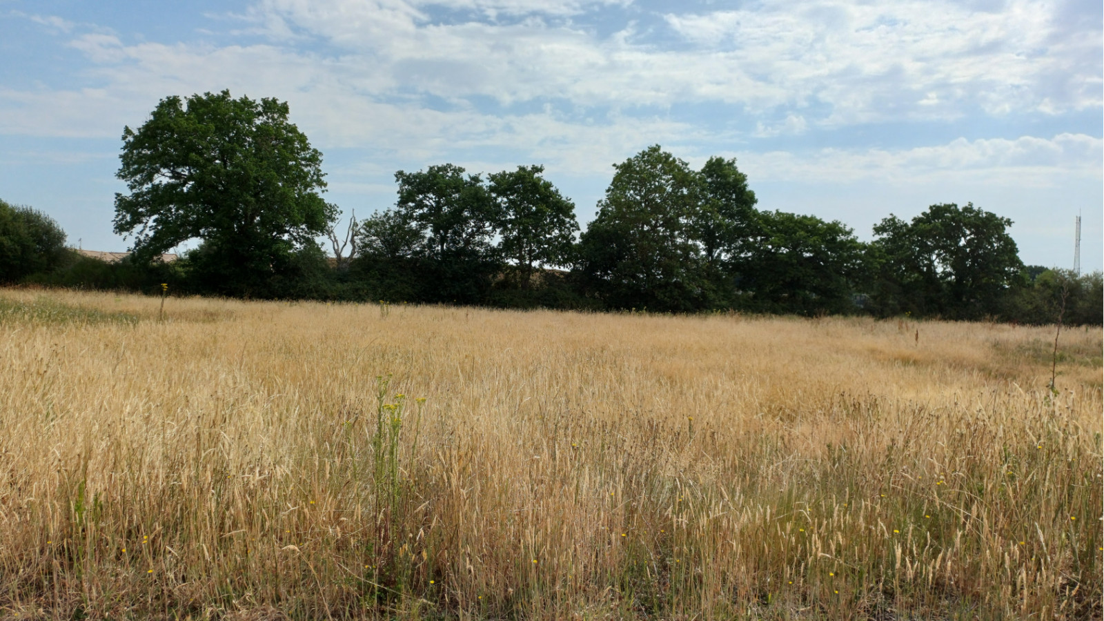 Terrain constructible de 601m2 à Saint-Mathurin