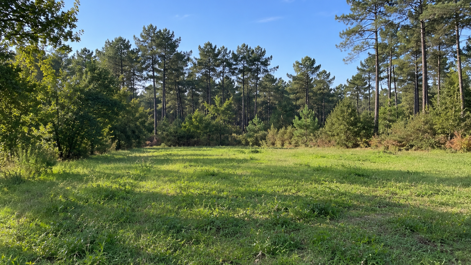 Terrain constructible de 1150m2 à Rion-des-Landes